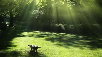 park skog landskap och bänk video