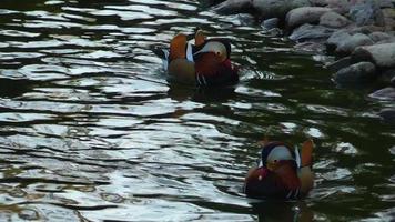 zwei Enten in einem grünen See video