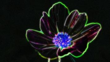 Neon Colored Flower Loop video