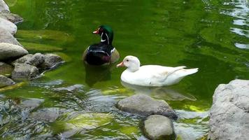 différents canards dans un lac vert dans la nature video