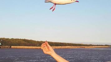 persona mano alimentando gaviotas video