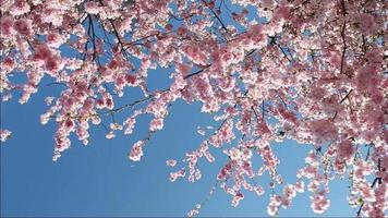 bloeiende kersenboom tijdens de lente
