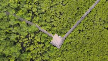 Tiro aéreo sendero natural en el bosque de manglares. video