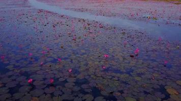 fioritura di loto rosso nel lago video