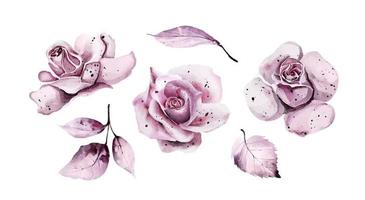 Download Watercolor Flower Vector Art Icons And Graphics For Free Download