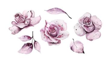 Pink watercolor flowers with leaves vector