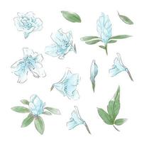 Set of watercolor tender flowers and leaves vector