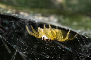 Spider on a leaf, close-up photo