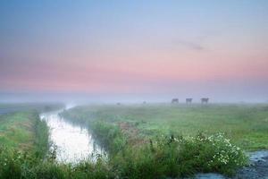 cow silhouettes on misty pasture photo