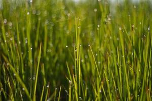 Fresh green grass with dew drop closeup. Nature Background photo