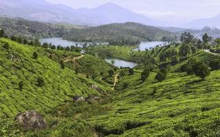 Plantación de té en Kannan Devan Hills, Munnar, Kerala, India.