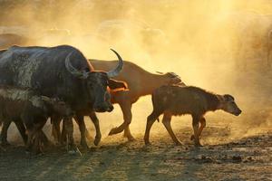 Thai buffalo masses