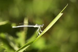 dragonfly sits on a grass photo