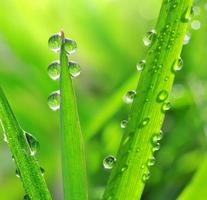 Fresh green grass with dew drop photo