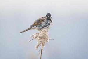 Singing bird in the reeds on a windy day photo