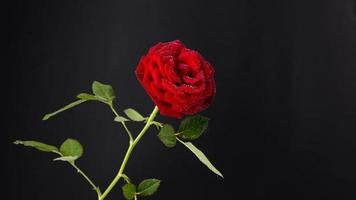 Red rose in bloom on a dark black background