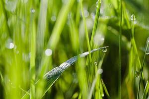 green grass background with waterdrops photo