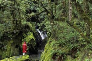 Rainforest, South Island, New Zealand with person in red raincoat.