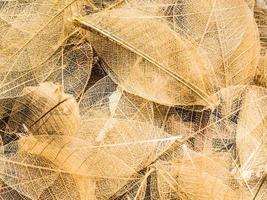 vista superior de hermosas hojas transparentes decorativas foto