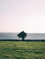 Distant green tree photo