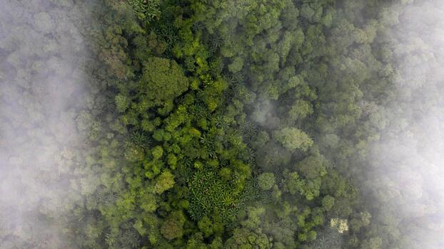 foto aérea de un bosque