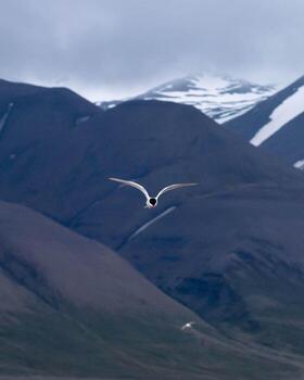 pájaro en vuelo sobre las montañas foto