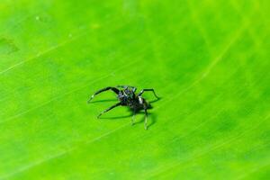 araña en una hoja, primer plano foto