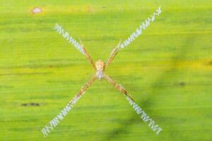 Spider above a leaf, close-up photo
