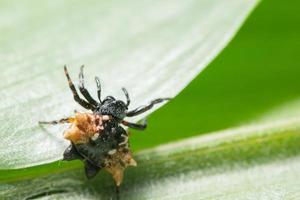 araña en una hoja, primer plano foto