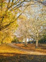 Road in the park photo