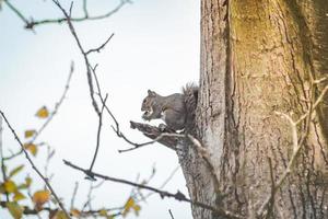 ardilla en un árbol foto