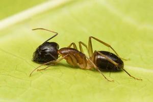 macro hormiga marrón foto