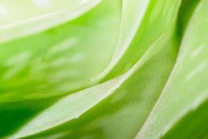 Aloe vera close-up photo