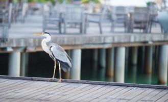 Grey heron standing on a dock
