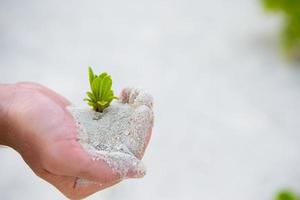 Hands holding green sapling in white sand photo