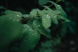gotas de lluvia en las hojas