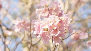 Soft focus of pink blooming flowers photo