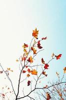 hojas de otoño contra un cielo azul