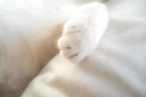 White cat paw