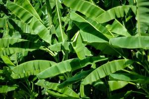 hojas de banano tropical