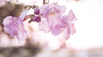 Soft focus of pink blooming flowers photo