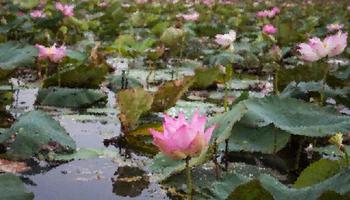 Lily pond with pink lotus flowers photo