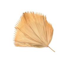 Dry fiji fan palm leaf isolated on white background photo