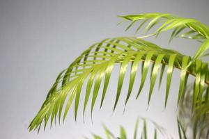 hoja de palma verde y sombras foto
