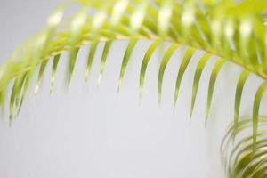 Green palm leaf and shadows photo