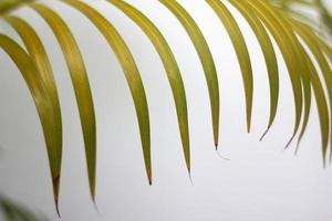 Hoja verde de palmera y sombras sobre un muro de hormigón fondo blanco. foto