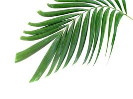 Hoja de palma verde aislado sobre fondo blanco. foto
