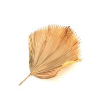Dry fiji fan palm leaf isolated on white background photo