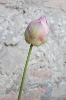 Close-up of a flower bud