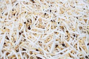 Close-up of bean sprouts photo